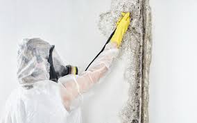 Best Comprehensive Air Testing for Mold Contaminants  in Eastlake, OH